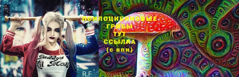 Галлюциногенные грибы Psilocybine cubensis Мурманск